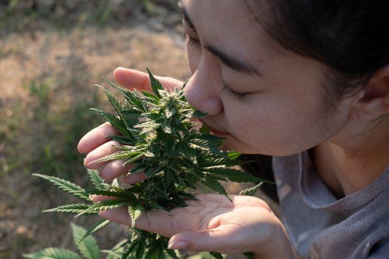 The History Of Cannabis Odor Elimination The History Of Cannabis Odor Elimination